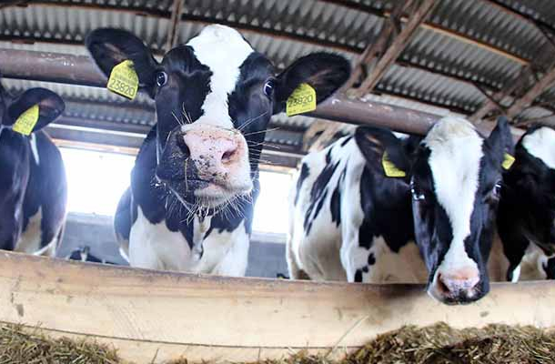 Weniger Antibiotika in der Tierhaltung