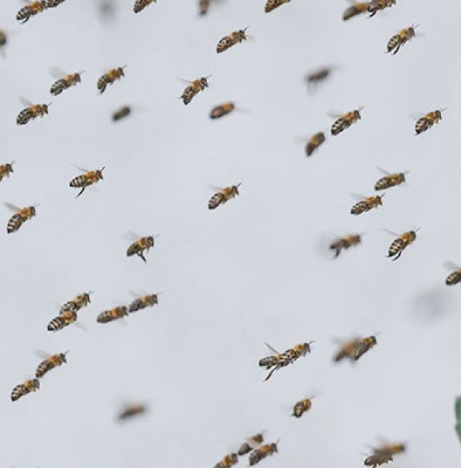 Ein Bienenvolk fliegt zu einem mit Efeu bewachsenen Stamm eines alten Walnussbaumes in einem Garten. Seit vielen Jahren zieht zu Beginn des Sommers ein wildes Bienenvolk in die Baumhöhle ein. Mit lautem summen flog der gesamte Bienenschwarm über die Hausdächer des Ortes direkt zu dem alten Walnussbaum.