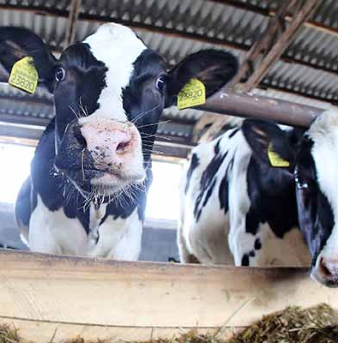 Weniger Antibiotika in der Tierhaltung