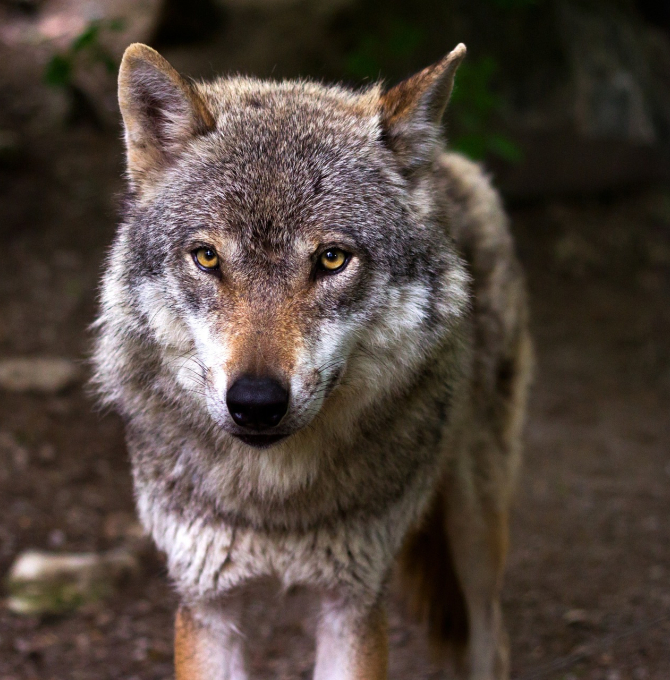 Nahaufnahme eines Wolfes von vorne